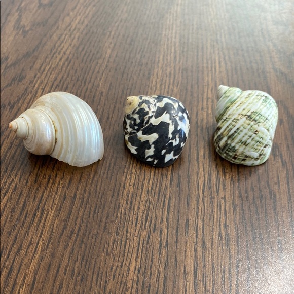 “5/$20” lot of three .9 inch O shaped opening hermit crab shells - Picture 1 of 2